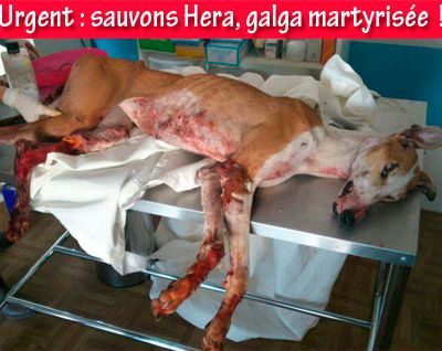 Galgo le lévrier espagnol