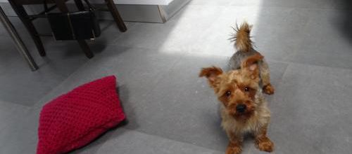 Moka, le chien de mon amie Christine