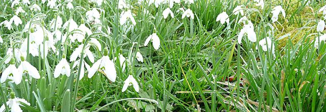 Fleurs d'espoir et de renouveau,  le perce-neige