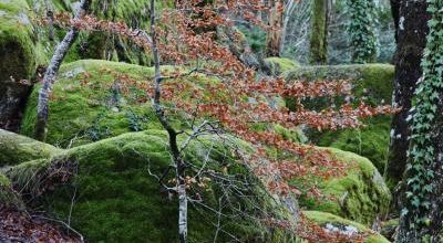 Dernières feuilles...