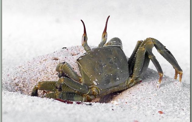 Ocypode ou Crabe fantôme ou "Loulou grangalo" (Ocypode ceratophtalma) - Bird Island - Seychelles