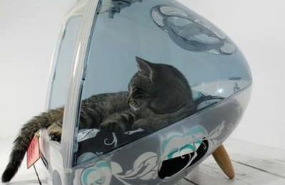 Télé chat
