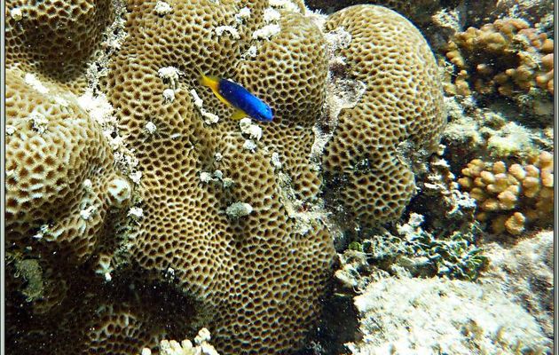Demoiselle bleue et jaune (Pomacentrus caeruleus) - Anse de Port Launay - Mahé - Seychelles