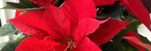  l 'étoile   rouge  de Noel 