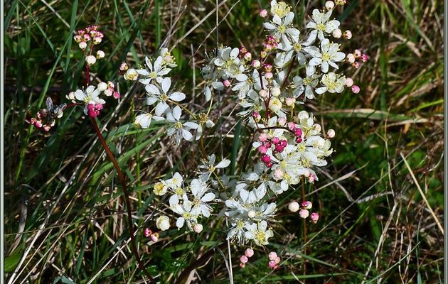 Spirée filipendule (Filipendula vulgaris) - Pic d'Aillo - Sauveterre de Comminges / Régades - 31
