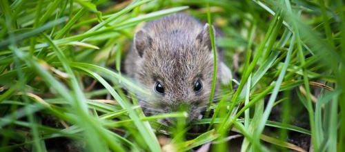 La souris est en retraite...