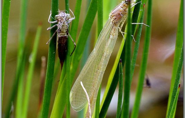 Agrions : ultimes instants avant l'envol - Lartigau - Milhas - 31
