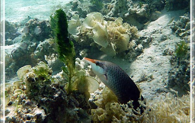 Le bec du Labre oiseau ou Gomphose vert femelle, Bird wrasse (Gomphosus varius) - Moorea - Polynésie française