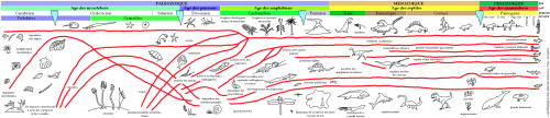 Ligne du temps de l'évolution