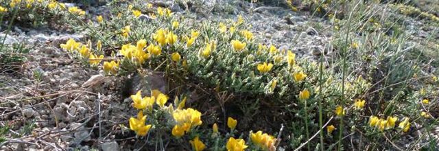Genista pulchella subsp. villarsiana - genêt de Villars