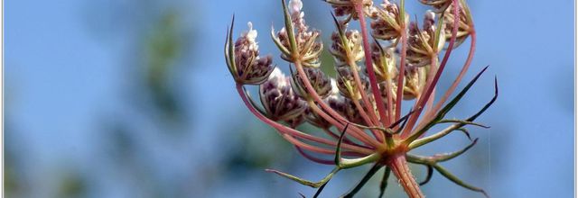 Carotte Sauvage (3) - Daucus carota