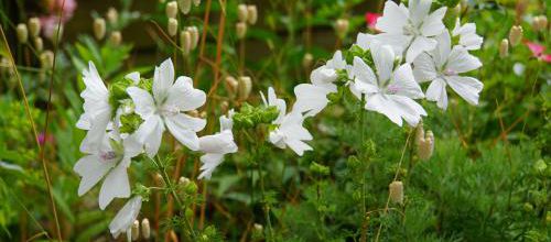 Malva moschata alba
