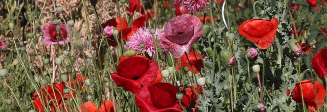 Le jardin champêtre : les coquelicots (2) !