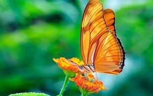 Le papillon ... 