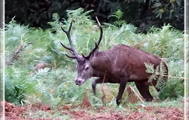 02/10/19, 7 h 45 : brame du cerf, un 10 cors revendique les biches du 12 cors - Lartigau - Milhas - 31