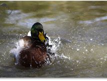 Canard colvert (Anas platyrhynchos) plein de vie