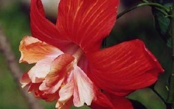 L'hibiscus