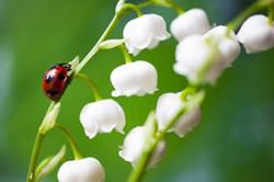 Les dangers du muguet
