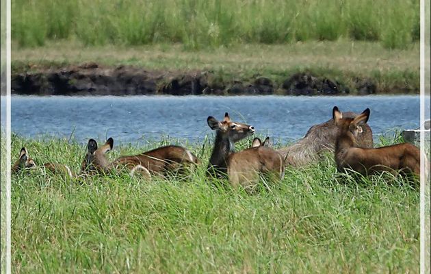 Antilope Cobe à croissant, Waterbuck (Kobus ellipsiprymnus) - Safari nautique - Parc National de Chobe - Botswana