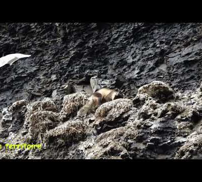 La chasse du renard polaire (Isatis) dans les falaises de Diskobukta Bay - Edgeøya - Svalbard - Norvège