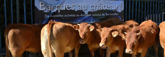 Rambouillet : Fête de la Saint Lubin : Veaux, vaches et ânes !