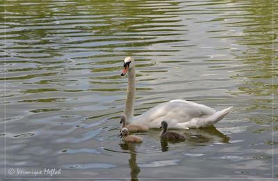 Bonne fête à toutes les mamans 