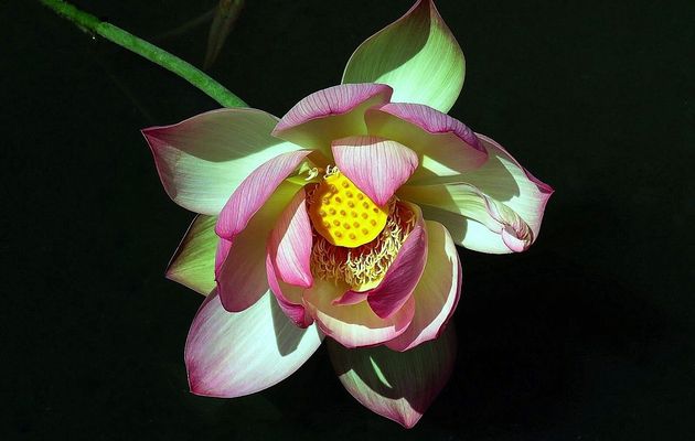 une fleur sur fond noir