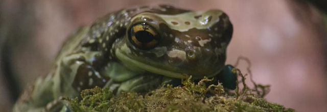 Ménagerie du Jardin des Plantes : Le Vivarium : Rainette Kunawalu