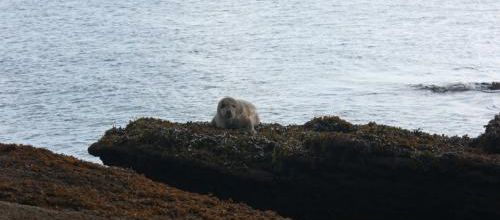 animaux