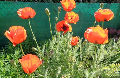 Méli Mélo au jardin 