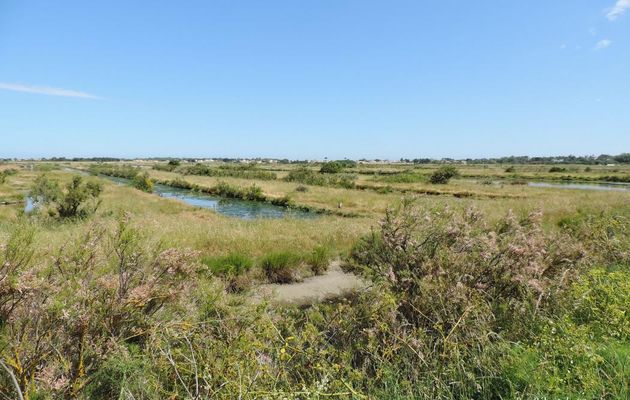 un héron dans le marais de l'Ile d'Oléron