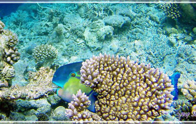 Poisson-perroquet grand bleu, Indian ocean steephead parrotfish (Chlorurus strongylocephalus) mâle - Snorkeling à Athuruga - Atoll d'Ari - Maldives