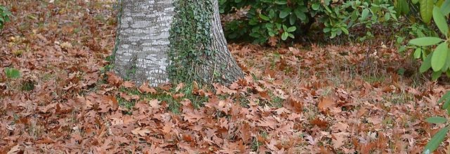 L'automne et ses citations 