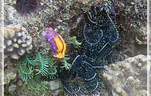 Snorkeling à Triton Bay :  Coraux tabulaires, Corail turbinaria, Comatules, Tuniciers (Polycarpa aurata) - Papua Barat - Papouasie - Indonésie