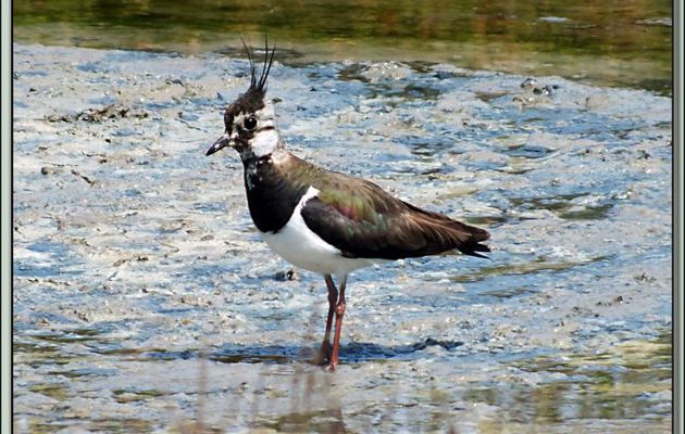 Vanneau huppé, Northern Lapwing (Vanellus vanellus) - La Couarde-sur-Mer - Ile de Ré - 17