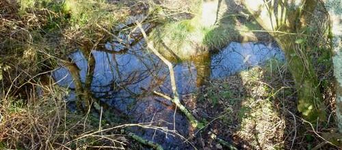  Le bocage de Notre-Dame des Landes  1 : une zone humide à défendre :