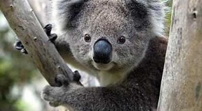 Mini Box Koala