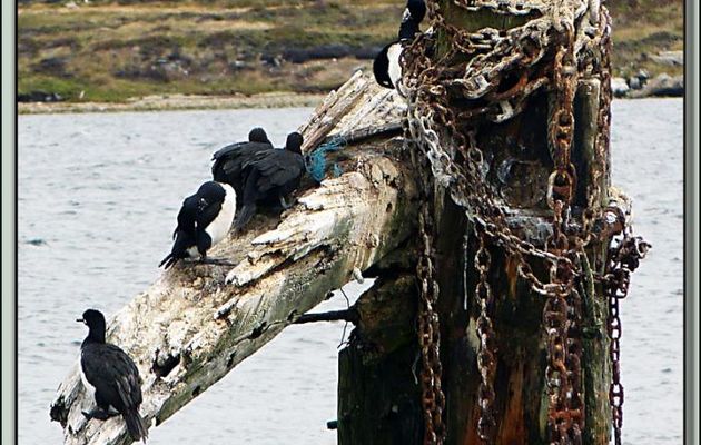 Reposoir pour cormorans impériaux (Leucocarbo atriceps) - Port Stanley - Falkland Islands, Iles Malouines, Islas Malvinas
