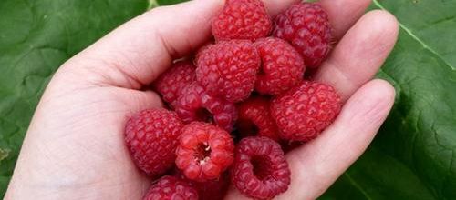 La Framboise