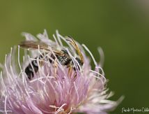 Halictus ♂ (Abeille solitaire)