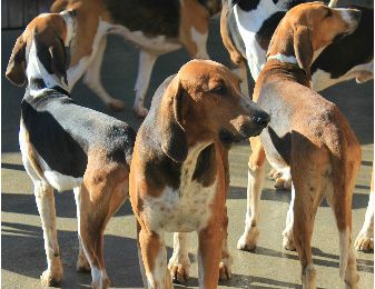 "La soupe aux chiens" à Cheverny