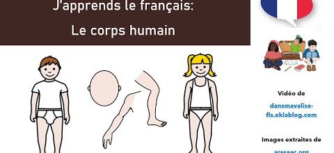 Lexique: Le corps humain