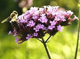 Les esprits de la nature
