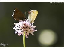 Papillons Thècles