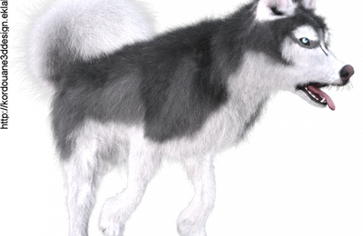 Tube de chien husky (poser-image)
