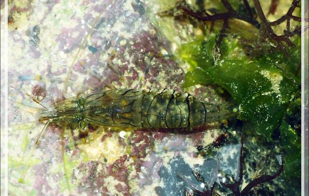 Crevette dans une flaque d'eau à marée basse - Fort du Grouin - Loix - Île de Ré - 17