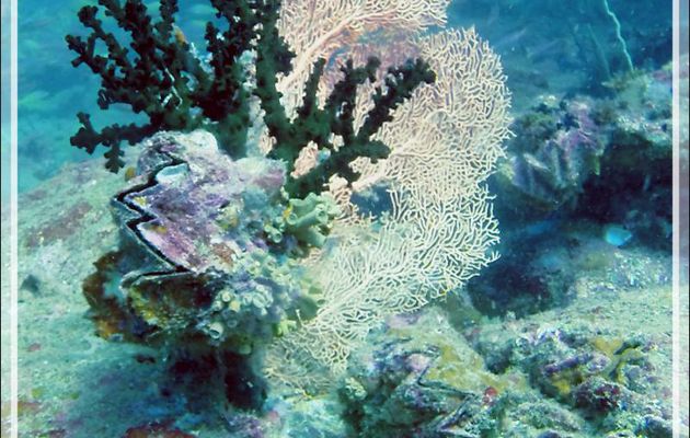 Gorgone éventail, Corail-soleil noir ou Tubastrée verte, Huître zig-zag - Spot Betalinjona - Nosy Tsarabanjina - Archipel Mitsio - Madagascar
