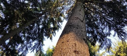 Premier bain de forêt de l'année 2023 (2)