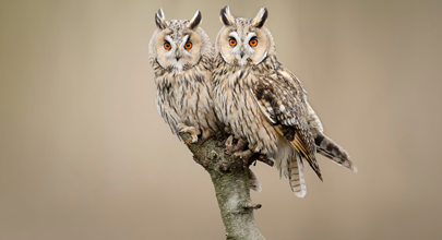 Magnifiques oiseaux de proie ... 