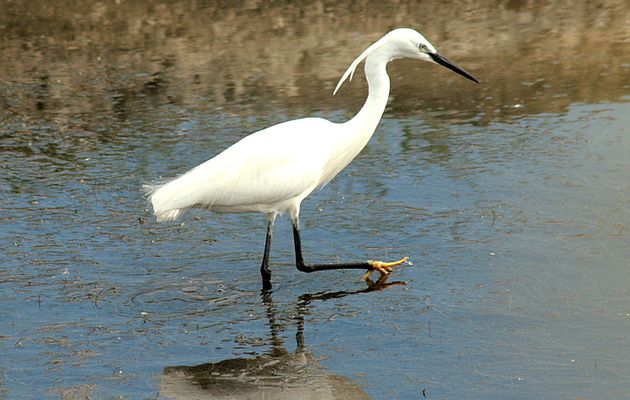 Aigrette garzette (Egretta garzetta) : "Je ris de me voir si belle en ce miroir" - Loix - Ile de Ré - 17